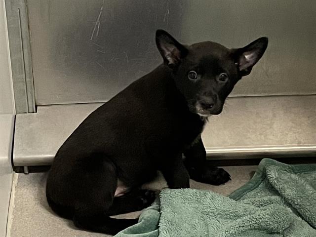 Daisy, a German Shepherd, available for adoption