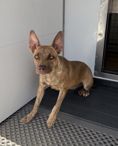 Francie, a Pit Bull Terrier, available for adoption