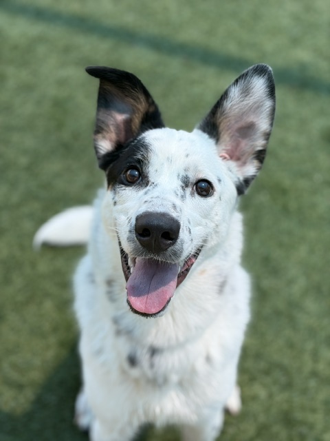 Jayce, a Australian Cattle Dog/Blue Heeler (mix breed), available for adoption