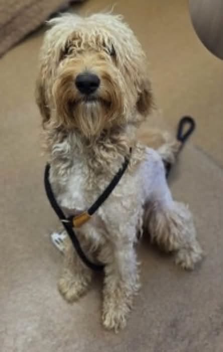Teddi, a Poodle (mix breed), available for adoption