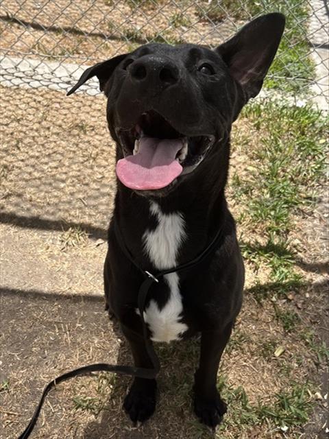 Cooper, a Labrador Retriever (mix breed), available for adoption