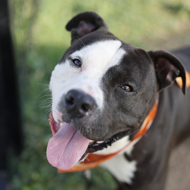 Mr. Pickles, a American Staffordshire Terrier (mix breed), available for adoption