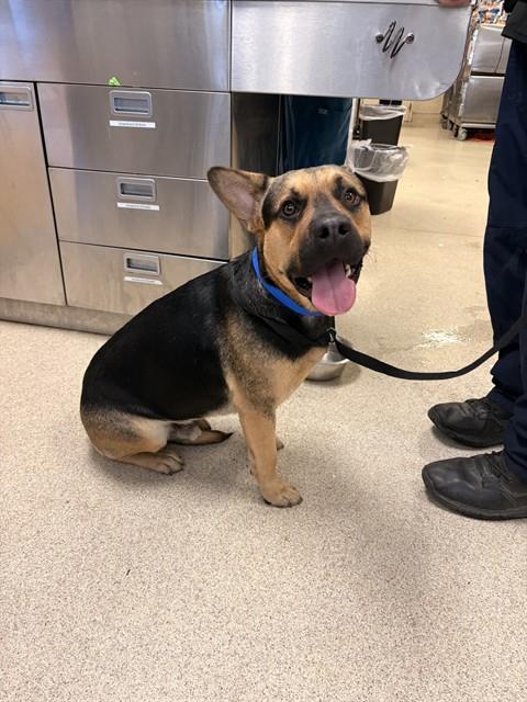 Jimbo, a German Shepherd (mix breed), available for adoption