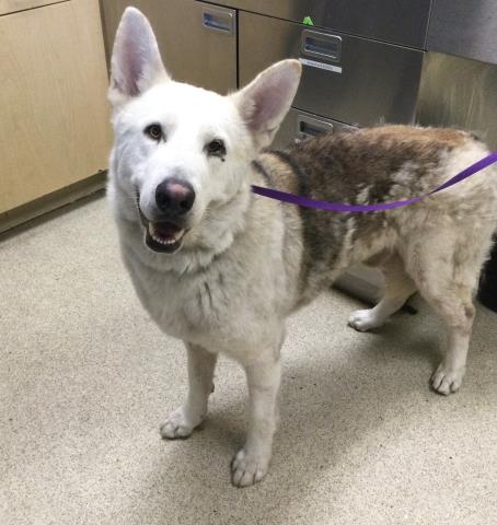 Albus, a German Shepherd (mix breed), available for adoption