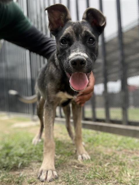 Muffin, a German Shepherd, available for adoption