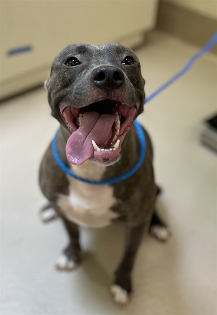 Venus, a Pit Bull Terrier (mix breed), available for adoption