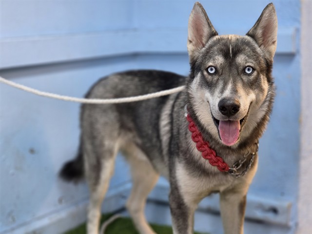 A5801198, a Siberian Husky, available for adoption