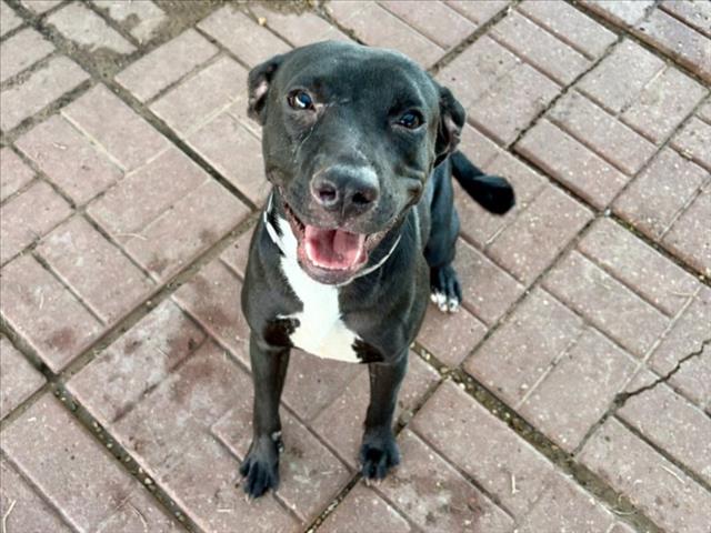 Karrah, a Staffordshire Bull Terrier (mix breed), available for adoption