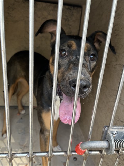 A480762, a American Staffordshire Terrier, available for adoption