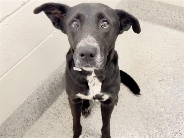 A661162, a Labrador Retriever (mix breed), available for adoption