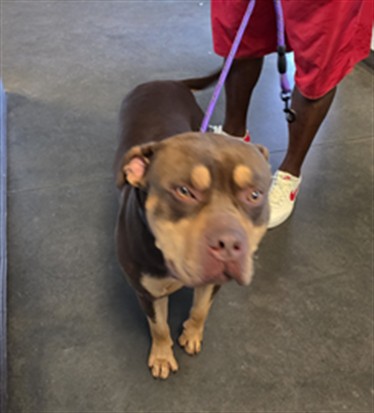 Meaty, a Pit Bull Terrier, available for adoption