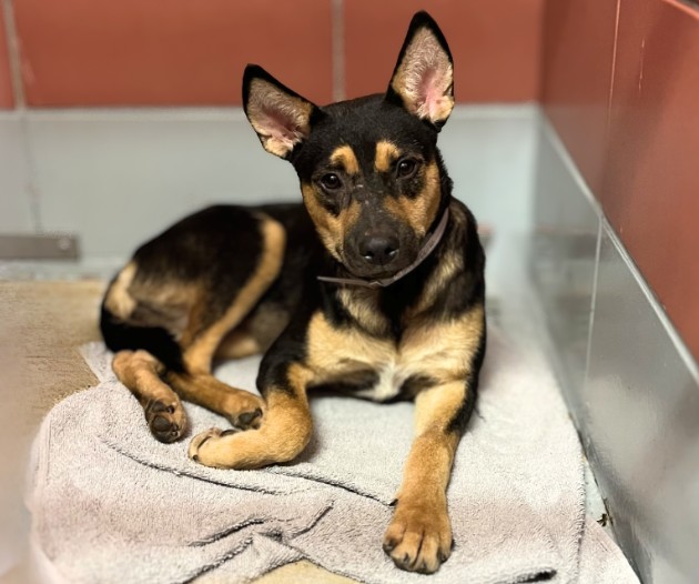 Joab, a German Pinscher (mix breed), available for adoption