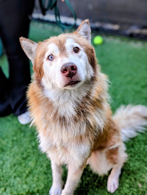West, a Siberian Husky (mix breed), available for adoption