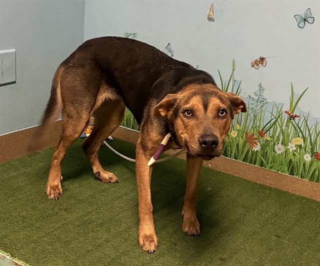 Loretta, a German Shepherd, available for adoption