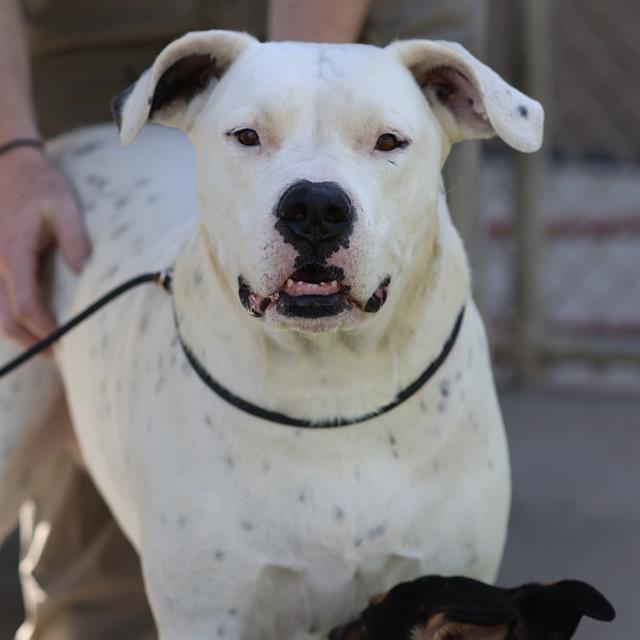 Lady Nala, a Dogo Argentino, available for adoption