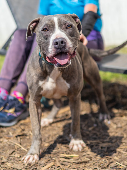 Ball Park, a American Staffordshire Terrier (mix breed), available for adoption
