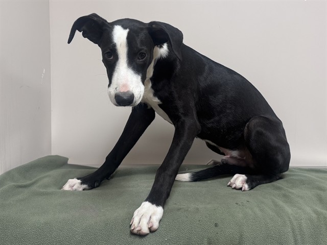 Dino, a Great Dane, available for adoption