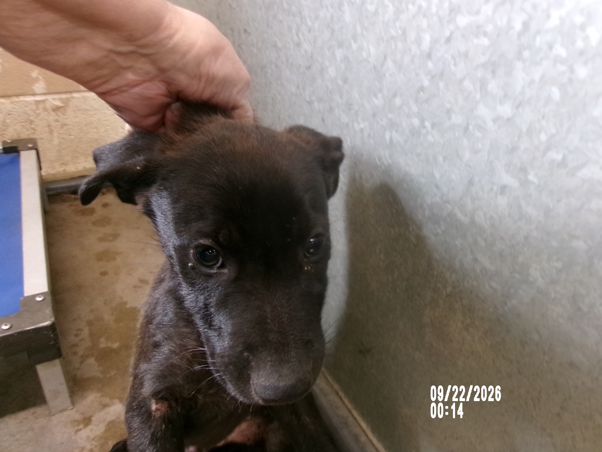 Ron, a American Staffordshire Terrier (mix breed), available for adoption