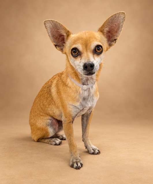 Rocky, a Chihuahua, available for adoption