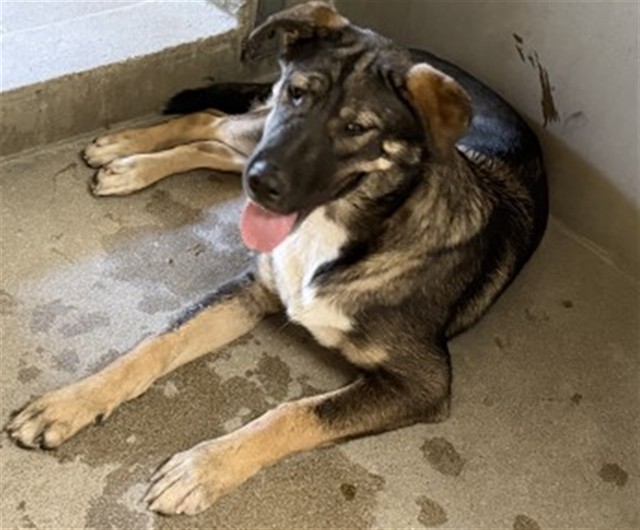 Ares, a German Shepherd (mix breed), available for adoption