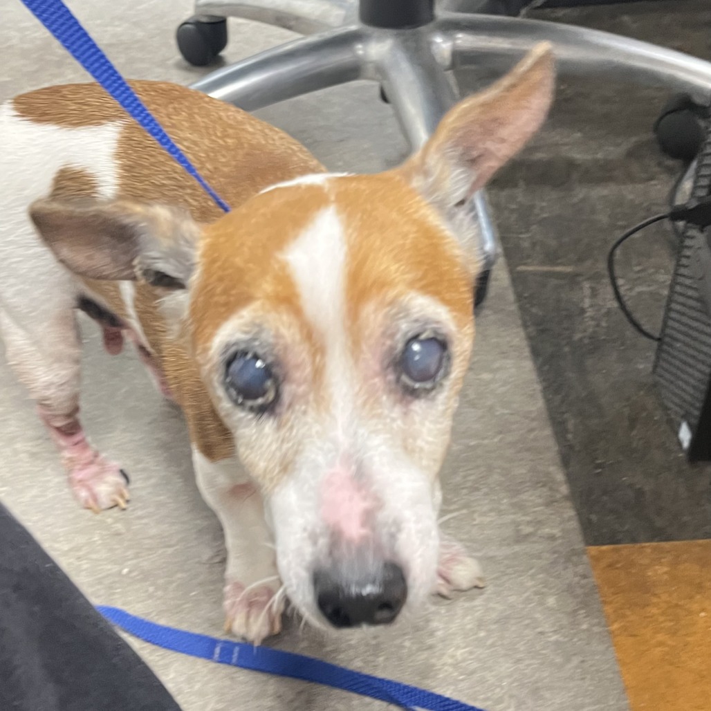 Judy, a Jack Russell Terrier (mix breed), available for adoption