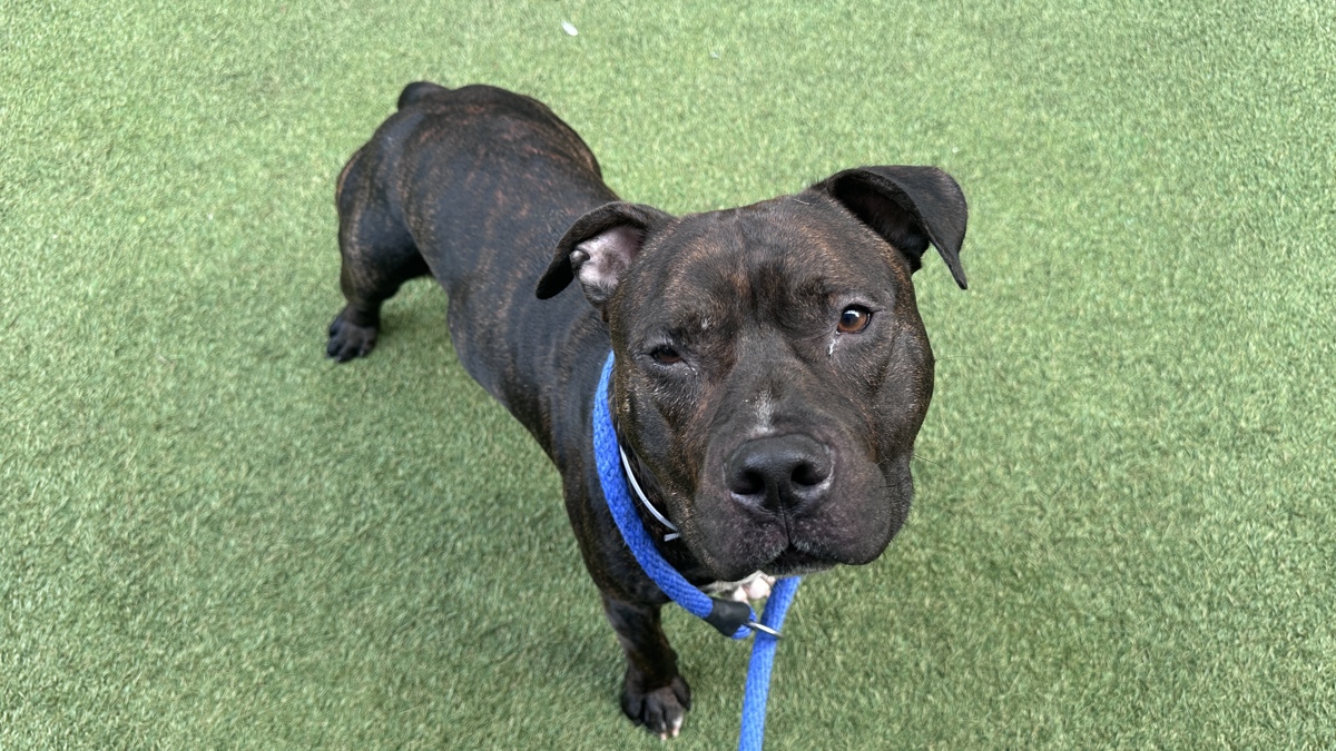 Barkin, a Pit Bull Terrier, available for adoption