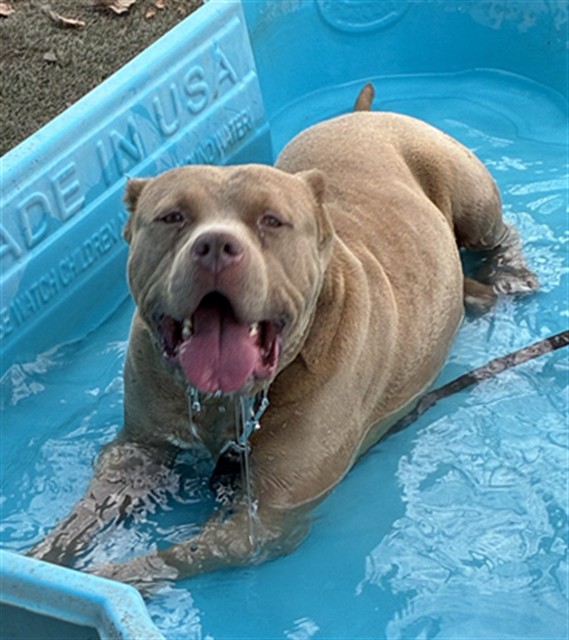 Rock, a Pit Bull Terrier, available for adoption