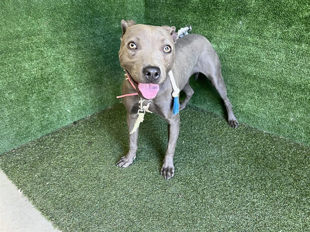 Stella, a Pit Bull Terrier, available for adoption
