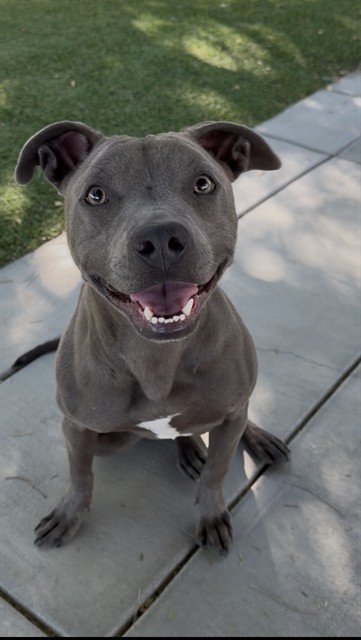 Stella, a Pit Bull Terrier, available for adoption
