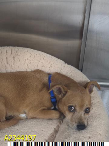 Vella, a Chihuahua, available for adoption