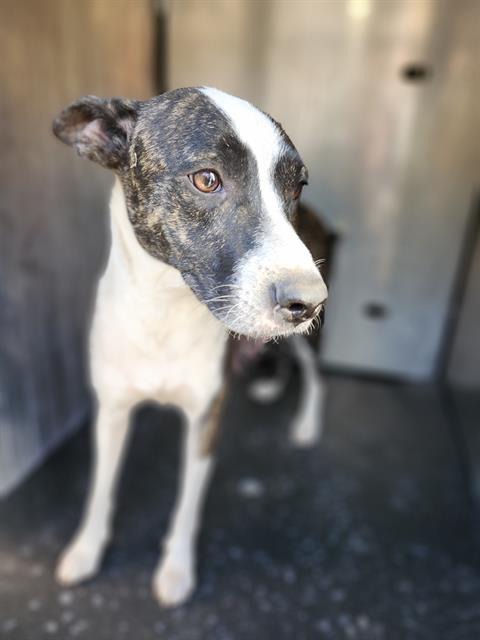 Lexi, a Terrier (mix breed), available for adoption
