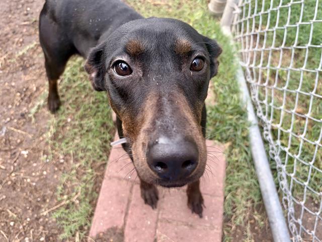 Rachael, a Doberman Pinscher (mix breed), available for adoption