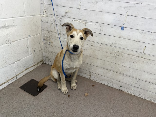 Brad, a German Shepherd (mix breed), available for adoption