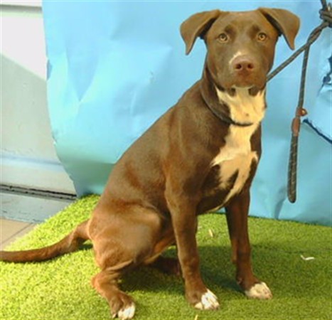A5806750, a Bullmastiff, available for adoption