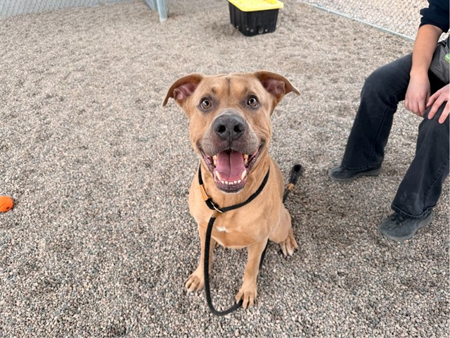 Stavo, a Labrador Retriever (mix breed), available for adoption