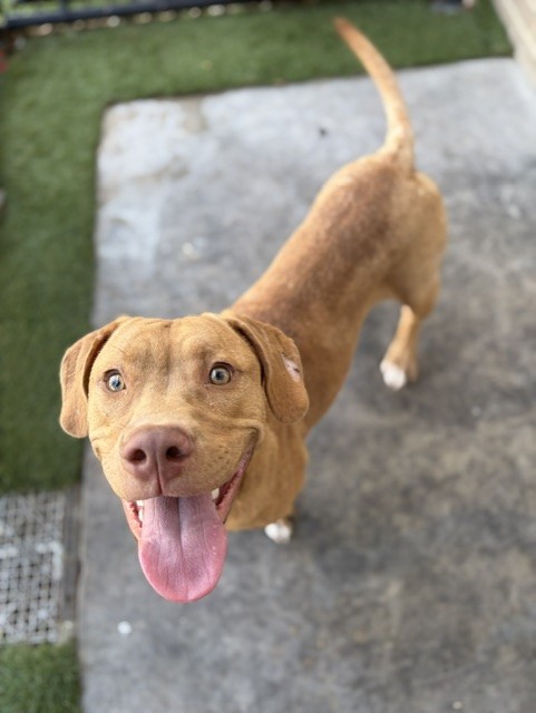 Burt, a Rhodesian Ridgeback (mix breed), available for adoption