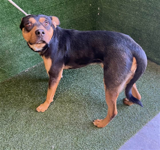 Chocolate, a Pit Bull Terrier, available for adoption