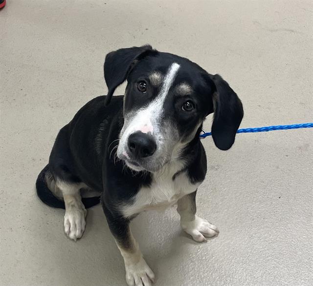 Valkyrie, a Beagle (mix breed), available for adoption