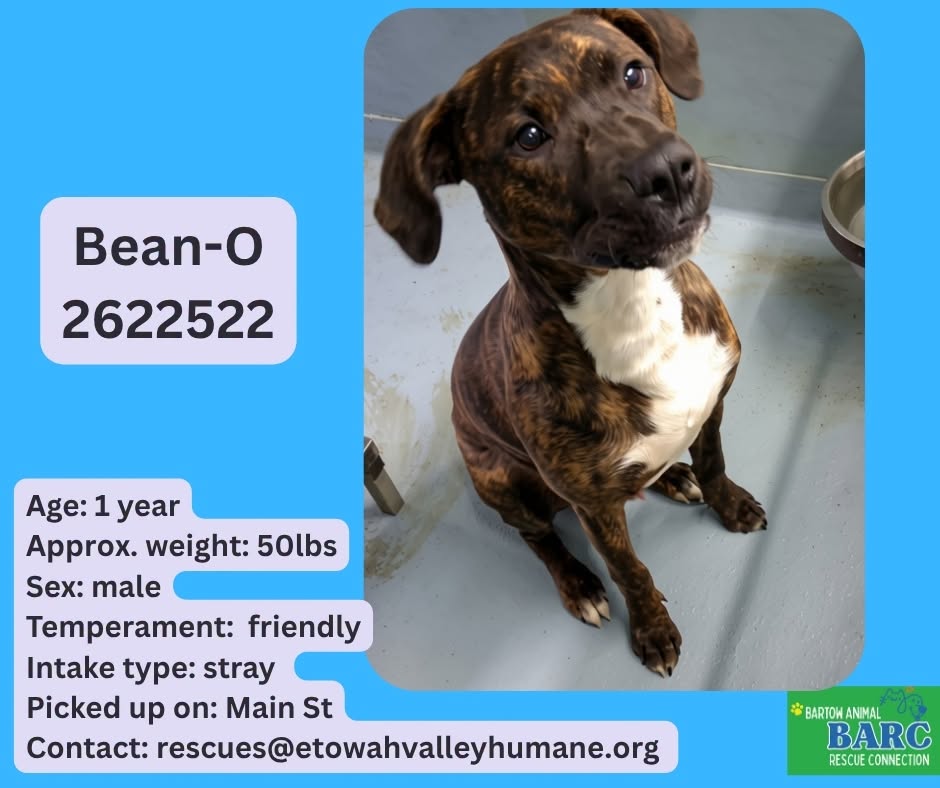 Bean-O, a American Staffordshire Terrier, available for adoption
