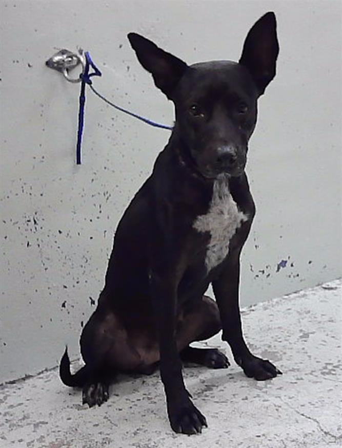 Fanny, a Staffordshire Bull Terrier (mix breed), available for adoption