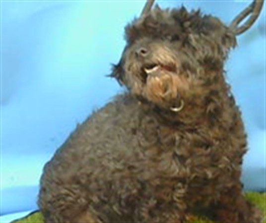 Bailey, a Maltese, available for adoption