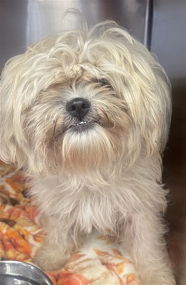 A5808216, a Shih Tzu, available for adoption