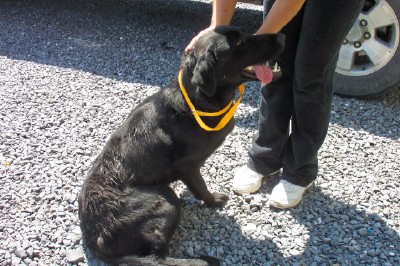Other Photos of thie Dog