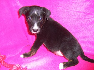 Other Photos of thie Dog