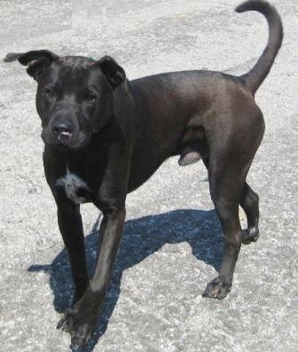 Other Photos of thie Dog