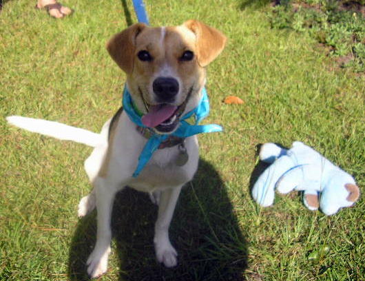 Other Photos of thie Dog