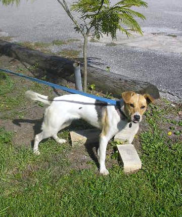 Other Photos of thie Dog