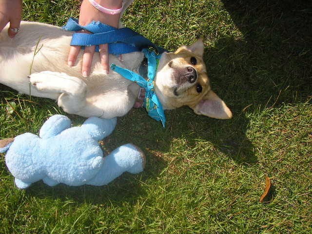 Other Photos of thie Dog