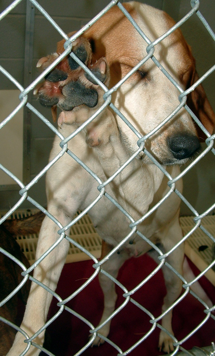 Other Photos of thie Dog