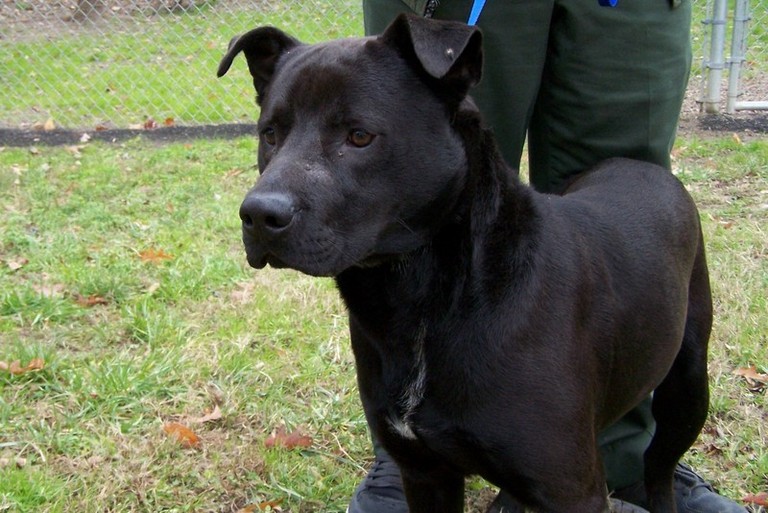 Other Photos of thie Dog